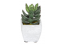 Plante grasse artificielle